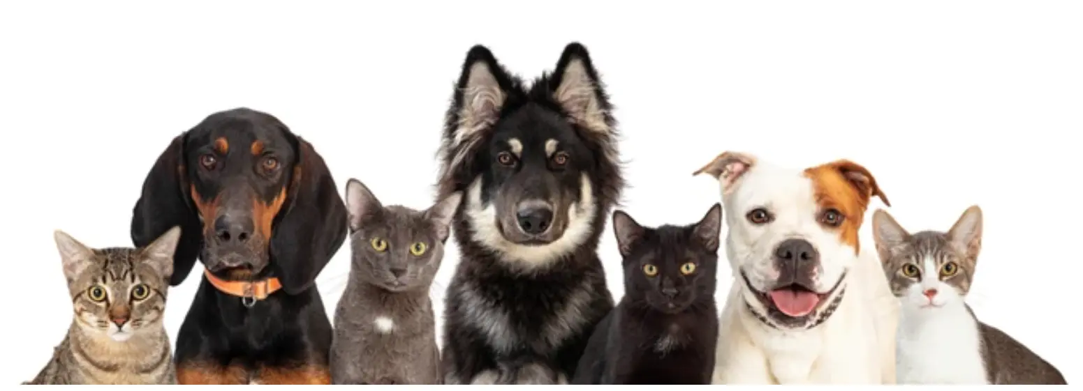 Dog n Cat Together - Footer (2)